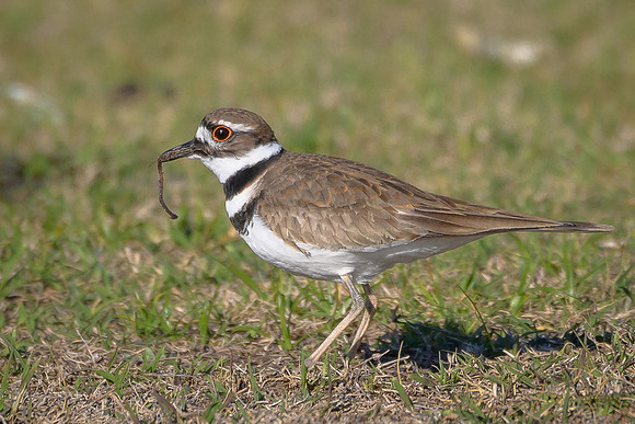 Killdeer