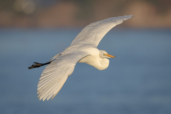 Great Egret