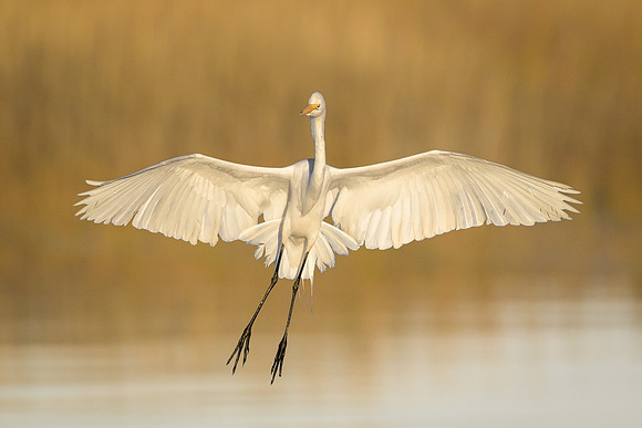 Great Egret