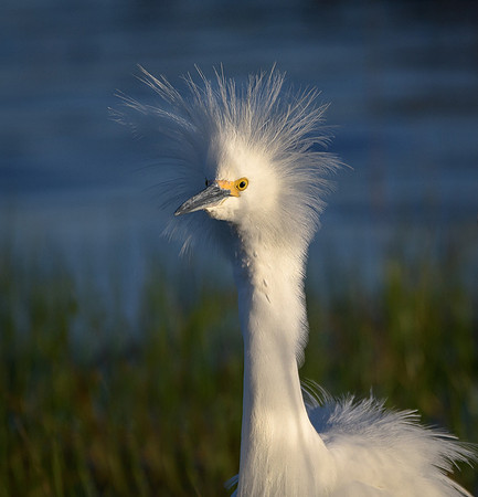 Snowy Egret