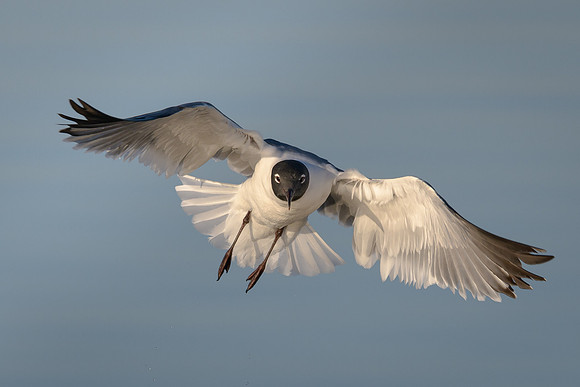 Laughing Gull
