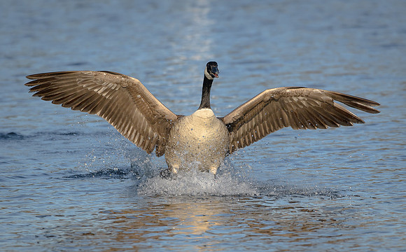 Canada Goose