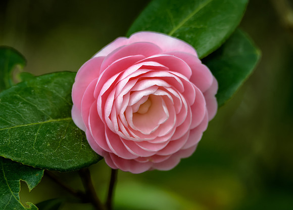 Camellia