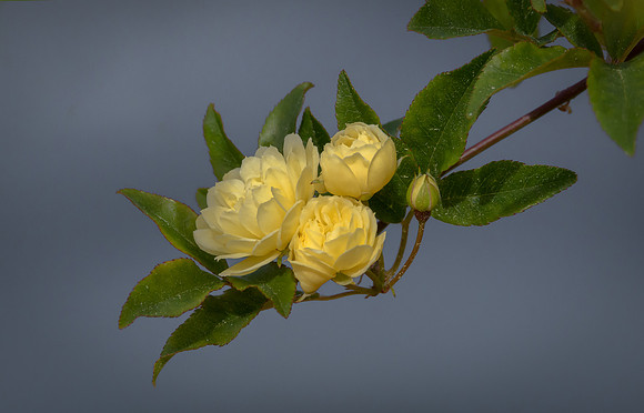 Mini Roses