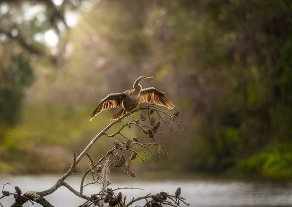 Anhinga