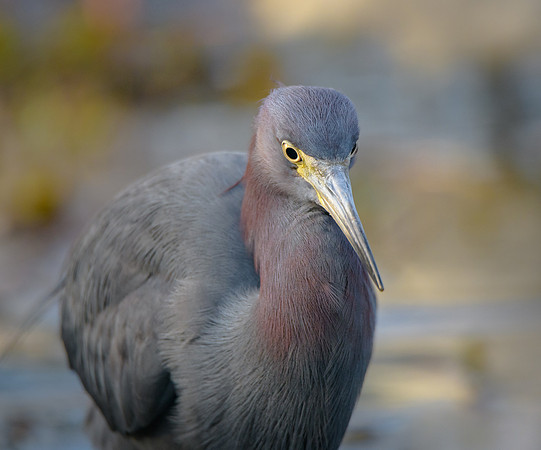 Little Blue Heron