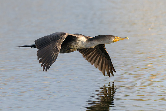 Cormorant