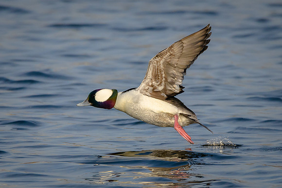 Bufflehead take-off
