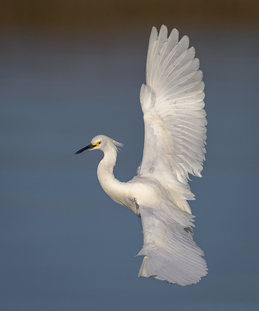 Snowy Egret