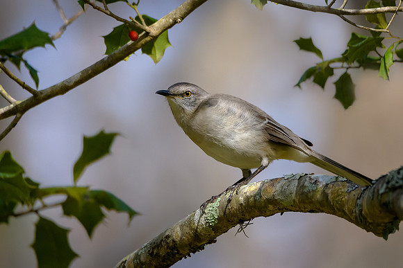 Northern Mockingbird