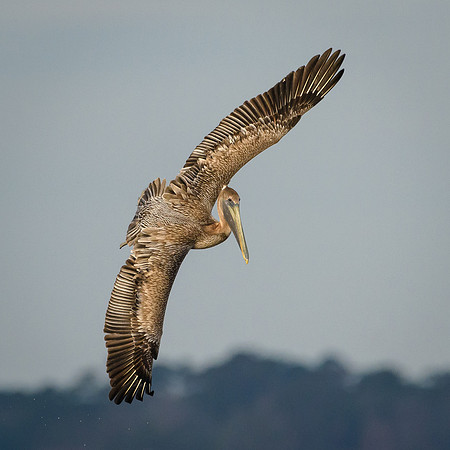 Brown Pelican