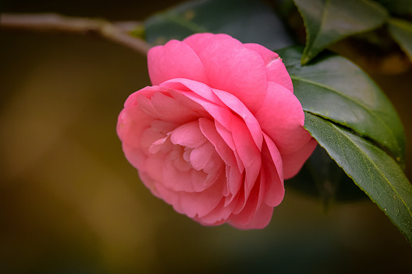 Camellia