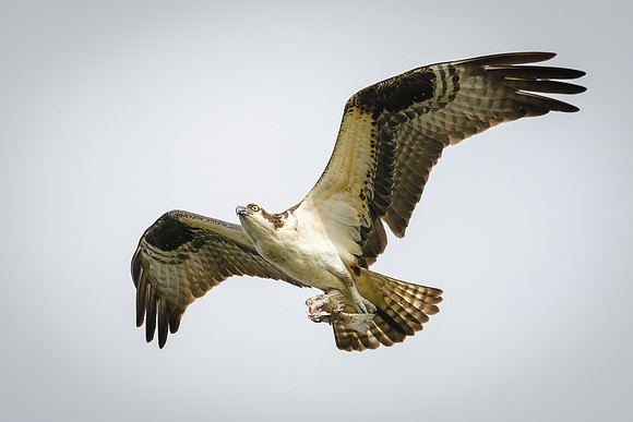 Osprey