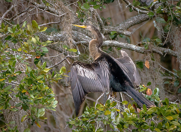 Anhinga
