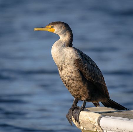 Cormorant