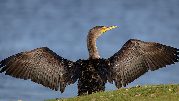 Cormorant