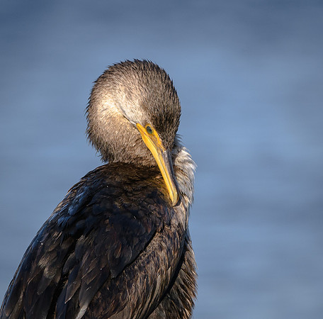 Cormorant