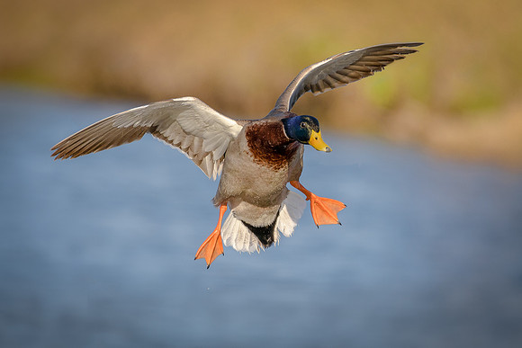 Mallard