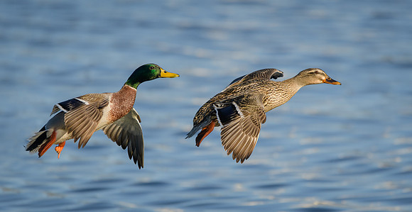 Mallard