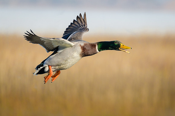 Mallard
