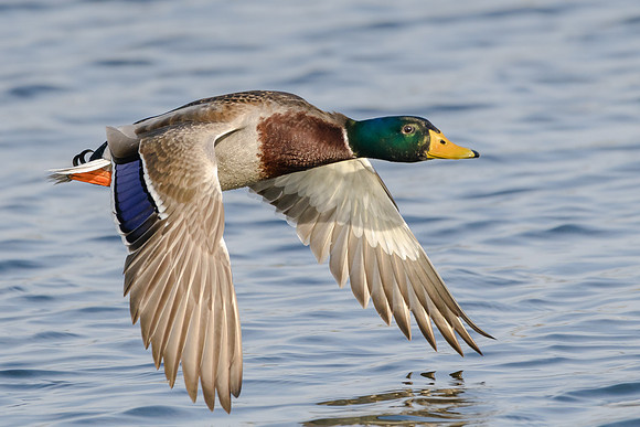 Mallard