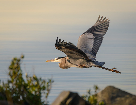 Great Blue Heron