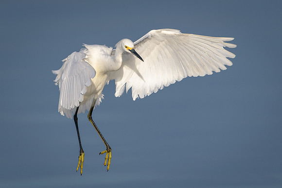 Snowy Egret