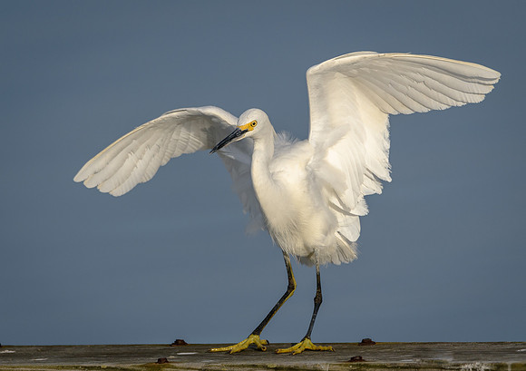 Snowy Egret