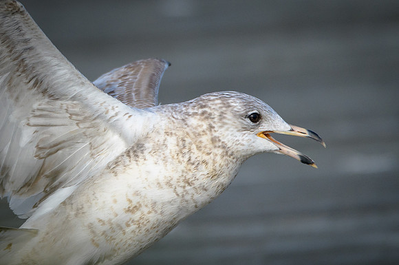 Ring-billed Gull