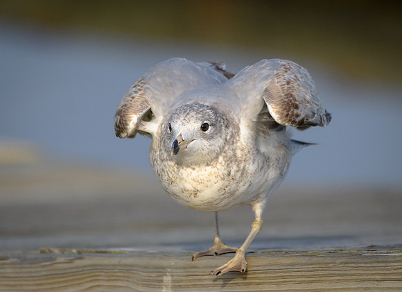 Ring-billed Gull