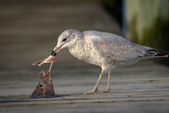 Ring-billed Gull