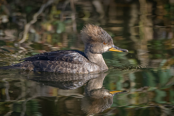 Hooded Merganser