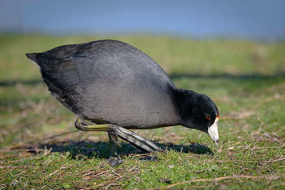American Coot