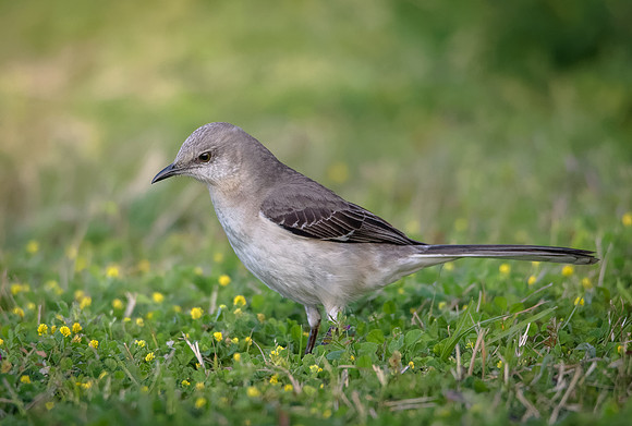 Northern Mockingbird