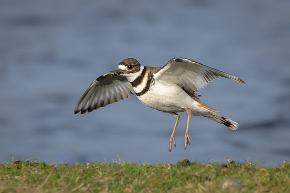 Killdeer