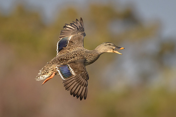 Mallard
