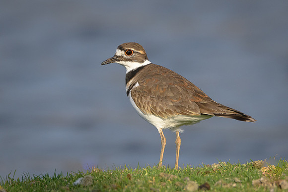 Killdeer