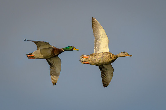 Mallard