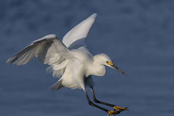 Snowy Egret
