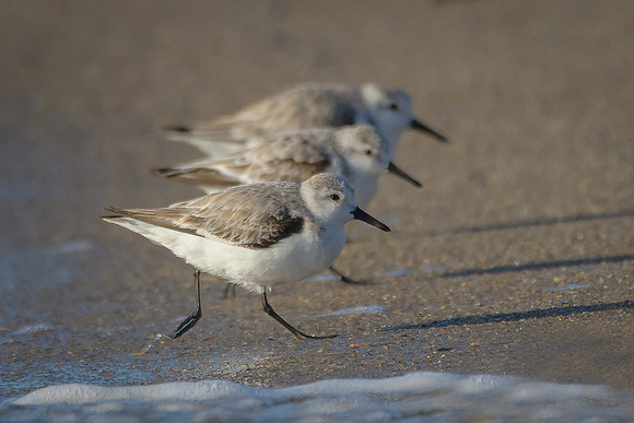 Peeps - Least Terns