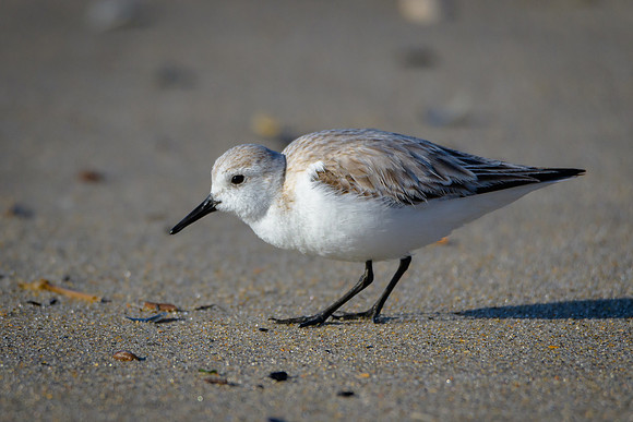 Peep - Least Tern