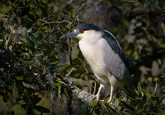 Black-crowned Night Heron