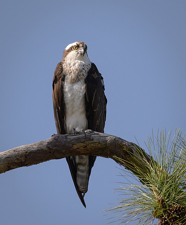 Osprey