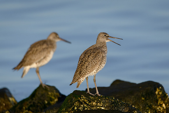 Willets