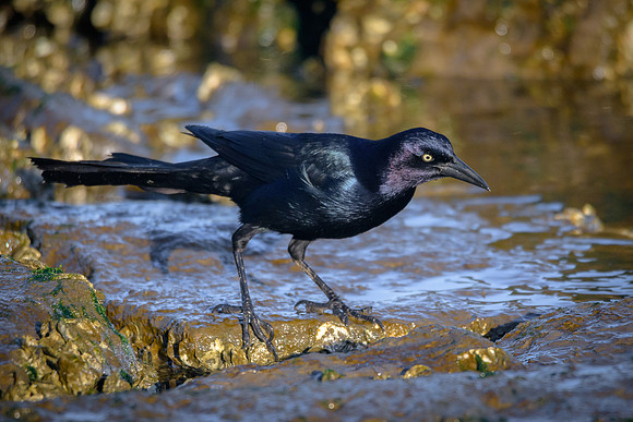 Grackle