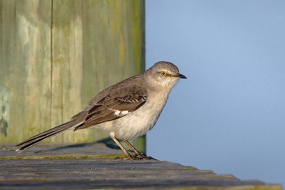Northern Mockingbird