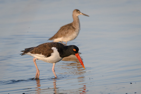 Oystercatcher and Willet