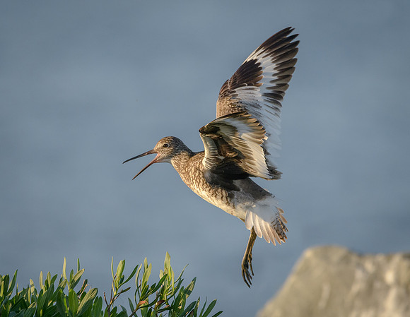 Willet