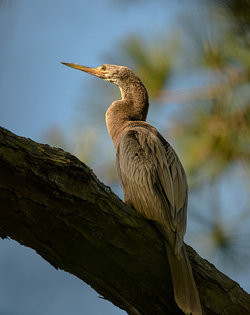 Anhinga