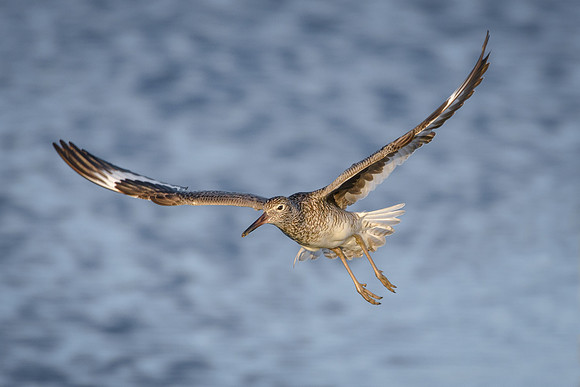 Willet